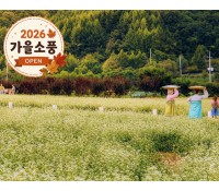 [상품코드 4008] 가을강원도단풍여행  [KTX-당일]가을힐링!평창시티투어♬ 월정사 전나무숲길+발왕산 케이블카 (중식제공)