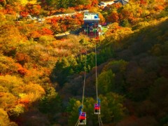 [상품코드 6801] [에코레일/관광열차] 정읍 내장산&무성서원&내소사 1박2일 가을 기차여행-3식 제공 11/24(화) 출발확정