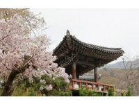 [상품코드 9151] 무궁화호 - 서산 유기방 가옥 수선화 꽃잔치 & 개심사 벚꽃 & 해미읍성 여행(중식제공)