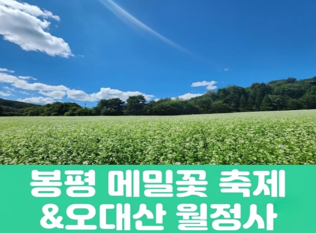 [상품코드 7890] (청량리,부전,창원,동대구 출발) 당일 축제여행 봉평 메밀꽃 축제&오대산 월정사(중식,석식) 가이드동행 출발확정 ~