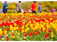 [상품코드 7890] 당일-튤립축제여행 태안 세계튤립꽃박람회&간월암(가이드동행)(수도권,경상권출발)(중식제공)