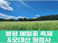 [상품코드 7890] (청량리,부전,창원,동대구 출발) 당일 축제여행 봉평 메밀꽃 축제&오대산 월정사(중식,석식) 가이드동행 출발확정 ~