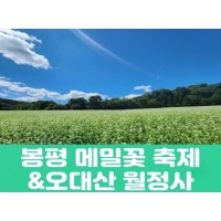 [상품코드 7890] (청량리,부전,창원,동대구 출발) 당일 축제여행 봉평 메밀꽃 축제&오대산 월정사(중식,석식) 가이드동행 출발확정 ~