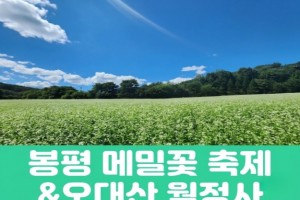 [상품코드 7890] (청량리,부전,창원,동대구 출발) 당일 축제여행 봉평 메밀꽃 축제&오대산 월정사(중식,석식) 가이드동행 출발확정 ~